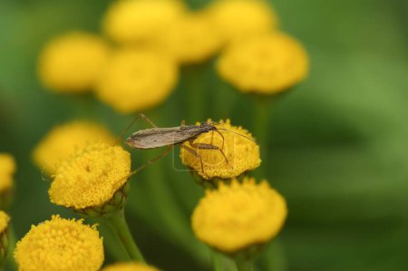 Téléchargez les photos : Gros plan naturel sur une petite punaise, Nabis, assise sur une fleur jaune Tansy - en image libre de droit