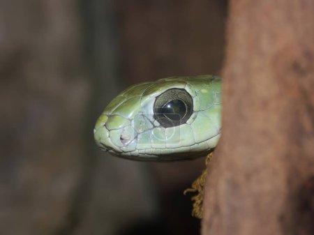Detailed closeup on the head of a Dispholidus typus - Boomslang snake peaking from around the wood