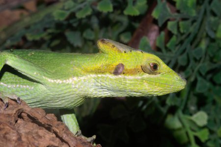 Closeup on the head of a colorfull green Serrated casquehead iguana, Laemanctus longipes