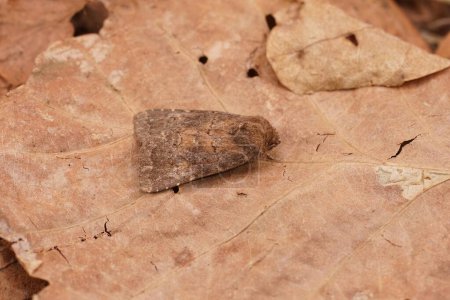Photo for Detailed closeup on the Brown Rustic moth, Charanyca ferruginea, sitting on a dried leaf - Royalty Free Image