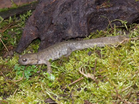 Foto de Primer plano de una hembra de la salamandra Semirechensk en peligro crítico, Ranodon sibericus, endémica de Rusia - Imagen libre de derechos