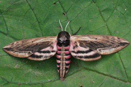 Photo for Closeup on the large Privet hawk-moth ,Sphinx pinastri sitting with open wings on a green leaf - Royalty Free Image