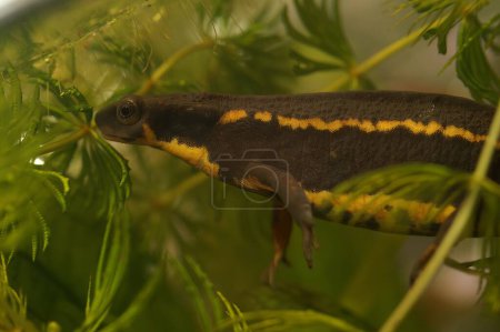 Photo for Closeup on a gravid female Japanese endangered Riu-Kiu sword-tailed newt, Cynops ensicauda ensicauda, under water - Royalty Free Image