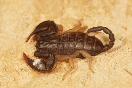 Foto de Primer plano sobre el escorpión de cola amarilla europeo, Euscorpious flavicaudis sentado en una piedra - Imagen libre de derechos
