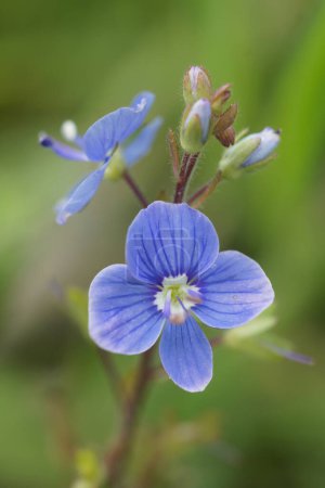 Photo for Colorful closeup on the blue fower of germander speedwell, Veronica chamaedrys , in a meadow - Royalty Free Image