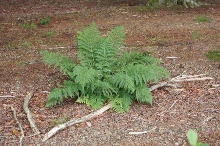 Closeup on an isolated Common lady-fern, Athyrium filix-femina fern in the woods