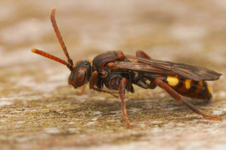 Photo for Detailed closeup on a of a female cuckoo Nomad bee, Nomada panzeri, resting on wood - Royalty Free Image