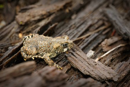 Photo for Natural close up of a juvenile western toad , Bufo boreas , on redwood in North California - Royalty Free Image