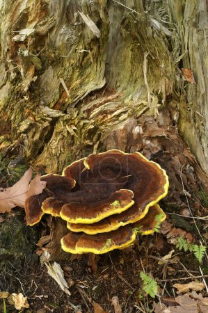 Photo for Natural closeup on a yellow bordered velvet top fungus, Phaeolus schweinitzii - Royalty Free Image