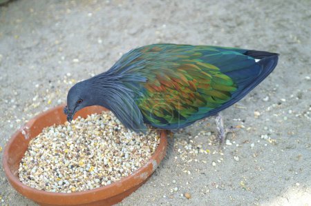 Photo for Closeup of the colorful metallic green and blue Nicobar pigeon, Caloenas nicobarica feeding on the ground - Royalty Free Image