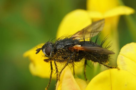 Téléchargez les photos : Gros plan naturel détaillé sur une mouche tachnide piquante, Zophomyia temula sur une fleur jaune - en image libre de droit