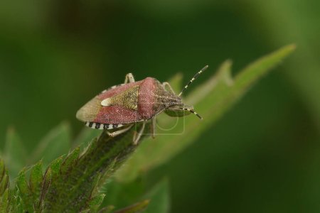 Foto de Primer plano natural en el insecto escudo peludo, Dolycoris baccarum sentado en la parte superior de una vegetación - Imagen libre de derechos
