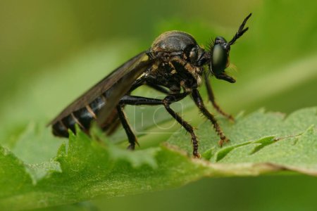 Téléchargez les photos : Gros plan naturel sur une mouche voleuse violette à pattes noires, Dioctria atricapilla assise sur une feuille verte - en image libre de droit