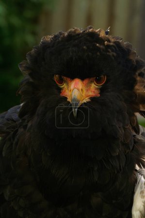 Foto de Primer plano vertical de un joven águila de cola corta en peligro de extinción, el bateleur, Terathopius ecaudatus - Imagen libre de derechos