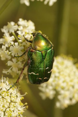 Photo for Natural vertical close up on the green metallic Rose Chafer, Cetonia aurata, sitting on a white flower - Royalty Free Image