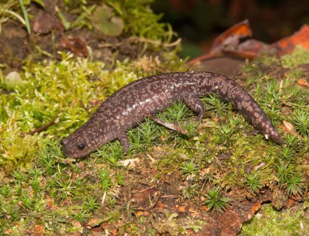 Natural closeup on the rare spotted Shahami salamander, Hynobius naevius, endemic to Japan