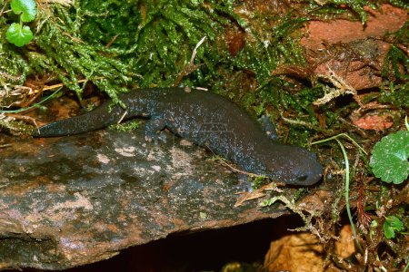 Foto de Primer plano natural de la salamandra hynobiid china Yiwu raramente fotografiada, Hynobius yiwuensis - Imagen libre de derechos