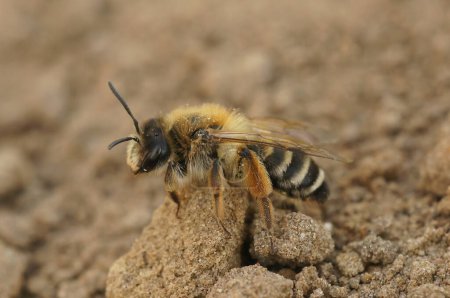 Natural closeup on a female Banded ining-bee, Andrena gravida sitting on the ground