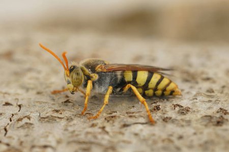 Photo for Detailed closeup on a black and yellow Mediterranean sand wasp of the Stizus genus - Royalty Free Image