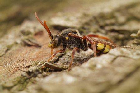 Photo for Natural closeup on a colorful male Panzer's Nomada bee, Nomada panzeri sitting on wood - Royalty Free Image
