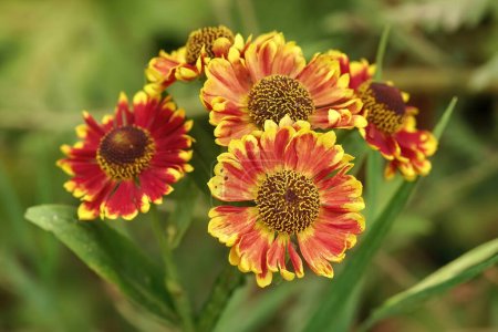 Natural closeup on the colorful orange blossoming common sneezeweed, Helenium autumnale , in the garden