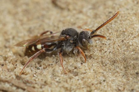 Téléchargez les photos : Gros plan naturel de l'abeille mâle Nomada cleptopparasite à griffes d'ours, Nomada alboguttata, sur sable - en image libre de droit