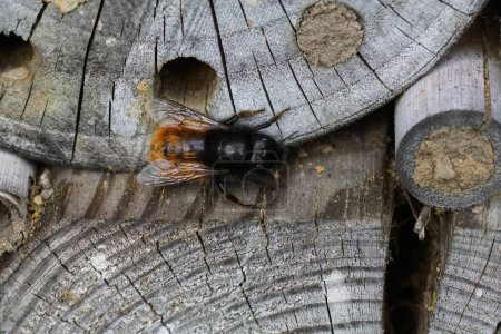 Téléchargez les photos : Gros plan sur une abeille maçon cornue d'un verger européen femelle, Osmia cornuta devant son nid à l'hôtel-abeille - en image libre de droit