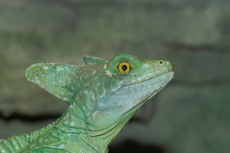 Téléchargez les photos : Gros plan détaillé sur la tête d'un basilic plumé vert coloré, Basiliscus plumifrons dans un terrarium - en image libre de droit
