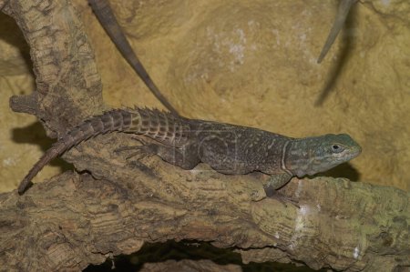 Primer plano detallado de un lagarto veloz de Madagascar o de Merrem, Oplurtus cyclurus sentado en un terrario