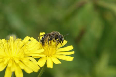 Photo for Natural closeup on a small furrow bee, Lasioglossum, sitting on yellow flower in the field - Royalty Free Image