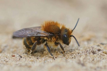 Téléchargez les photos : Gros plan sur un gros plan mâle sur l'abeille maçon bleue, Osmia caerulescens assise sur une pierre - en image libre de droit