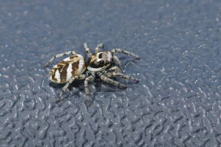 Detailed closeup on a zebra jumping spider, salticus scenicus on a plastic surface