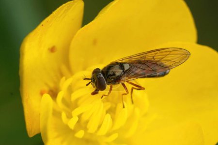 Photo for Natural closeup on a common short Melanostoma mellinum hoverfly on a yellow buttercup flower - Royalty Free Image