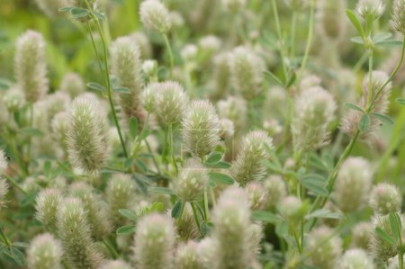 Photo for Natural closeup on an aggregation of fluffy the hare's-foot, rabbitfoot clover, Trifolium arvense - Royalty Free Image