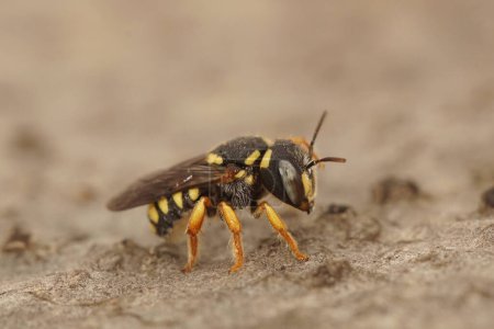 Detailed closeup on the cute, small but rare photographed Mediterranean carder bee, Pseudoanthidium stigmaticorne