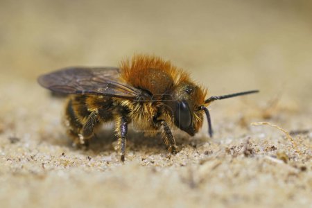 Téléchargez les photos : Gros plan sur un gros plan mâle sur l'abeille maçon bleue, Osmia caerulescens assise sur une pierre - en image libre de droit
