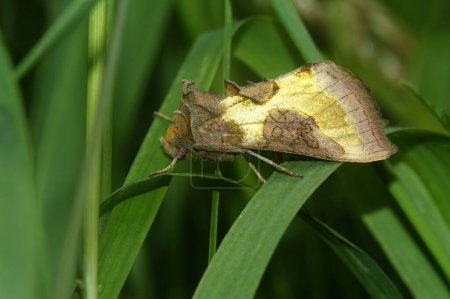 Photo for Detailed closeup on the colorful burnished brass owlet moth, Diachrysia chrysitis sitting in the vegetation - Royalty Free Image