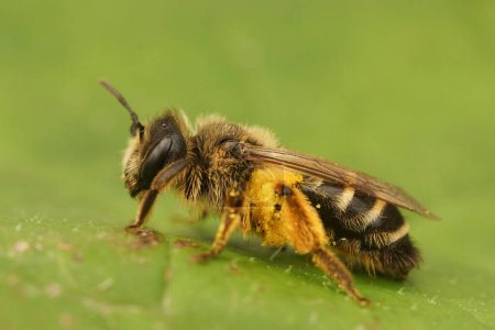 Großaufnahme einer weiblichen Bergbaubiene mit gelben Beinen, Andrena flavipes, die mit gelben Pollen beladen auf einem grünen Blatt sitzt