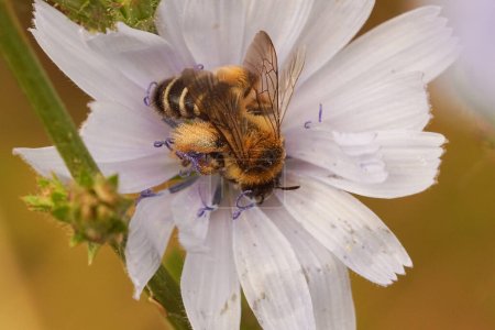 Nahaufnahme einer weiblichen Pantaloon-Biene, Dasypoda hirtipes, die Nektar aus einer hellblauen wilden Chicorée-Blüte, Cichorium intybus, trinkt