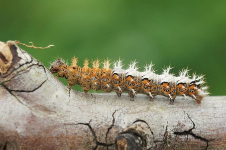Foto de Natural closeup on the spiky caterpillar of the Comma butterfly, Polygonia c- album sitting on a twig - Imagen libre de derechos