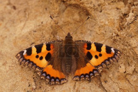 Photo for Natural closeup on a Small tortoiseshell butterfly, Aglais urticae sitting with spread wings - Royalty Free Image