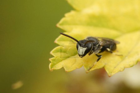Natürliche Nahaufnahme einer männlichen Hyalin-Spatulle-maskierten Biene, Hylaeus hyalinatus, sitzend auf Holz