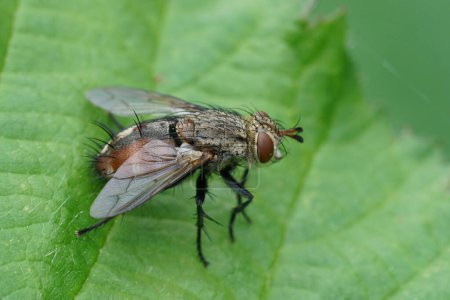 Téléchargez les photos : Natural closeup on a spiky tachinid fly, Tachina fera, sitting on a green leaf in the garden - en image libre de droit