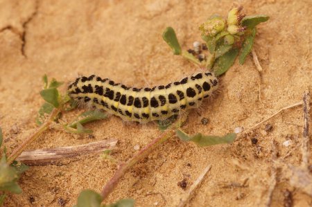 Foto de Natural closeup on the caterpillar of the Six-spot burnet moth, Zygaena trifolii - Imagen libre de derechos