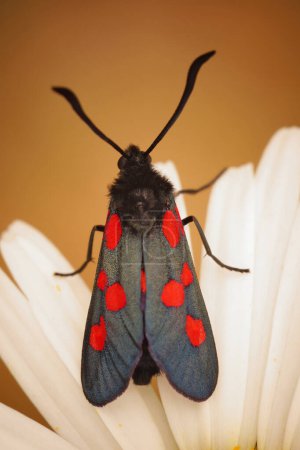 Foto de Natural vertical closeup on a colorful Five-spot Burnet moth, Zygaena trifolii - Imagen libre de derechos