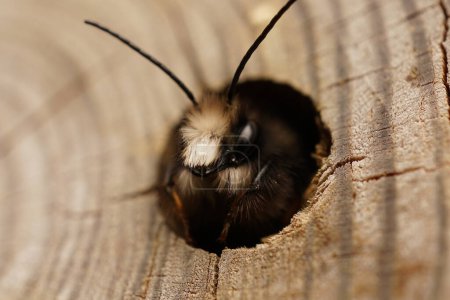 Téléchargez les photos : Natural closeup on a male horned mason bee, Osmia cornuta, peeking out of the nest from a bee hotel - en image libre de droit