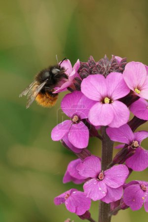 Téléchargez les photos : Closeup on a female European orchard mason bee, Osmia cornuta, sitting on a purple wallflower in the garden - en image libre de droit