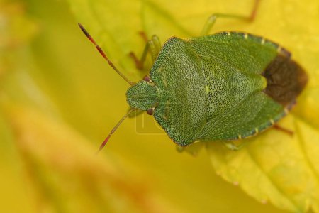 Natural closeup on a green shield bug, Palomena prasina , sitting on a yellow leaf in the garden