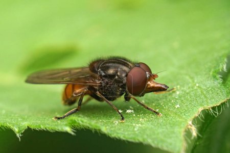 Téléchargez les photos : Natural closeup on the common Snout-hoverfly, Rhingia campestris sitting on a green leaf - en image libre de droit