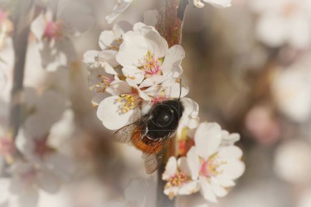 Téléchargez les photos : Natural closeup on a female European orchard mason bee, Osmia cornuta on white prune flowers in the garden - en image libre de droit